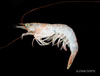 Litopenaeus setiferus - white shrimp, SEAMAP collections